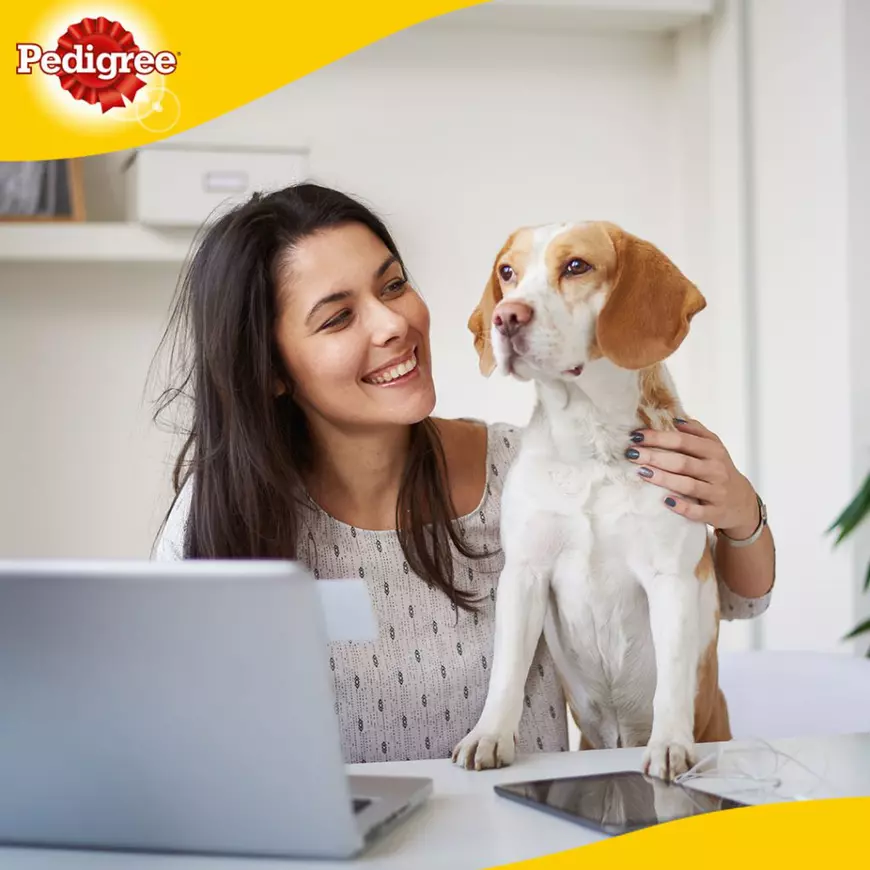 Cele mai frecvente mituri despre nutriția și sănătatea animalelor de companie, demontate de specialiștii Pedigree România