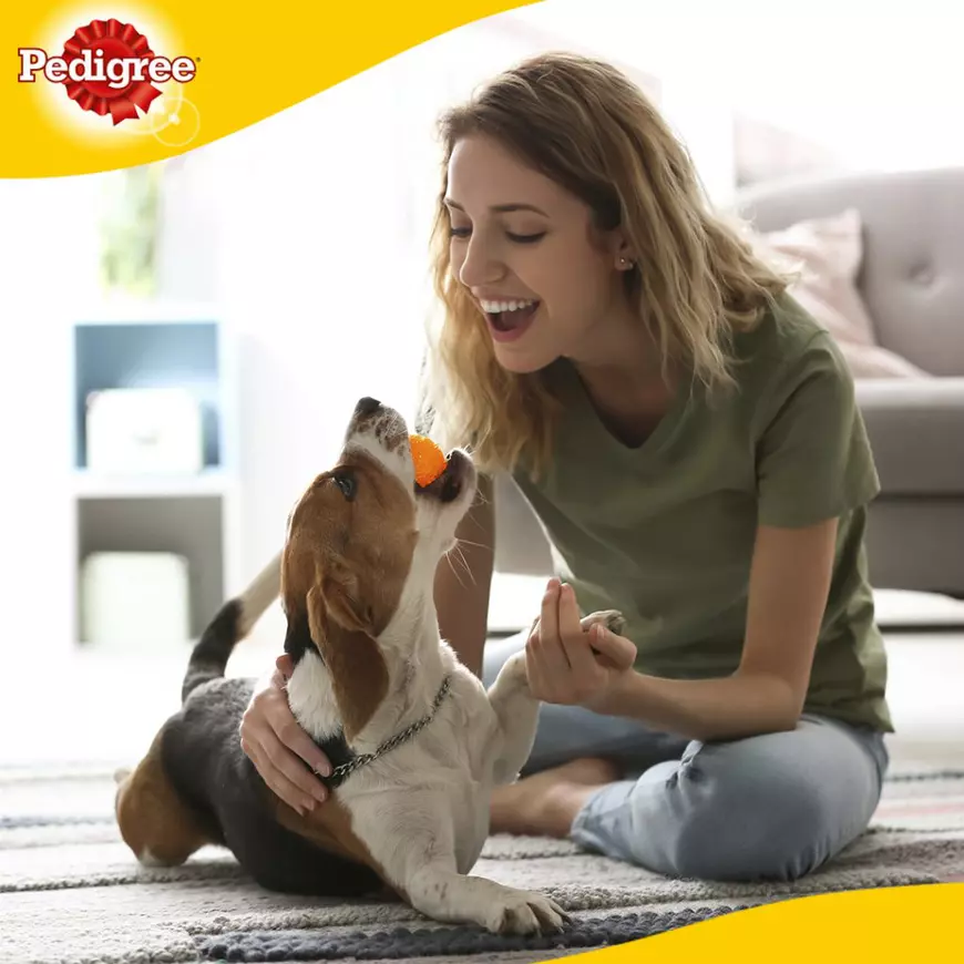 Cele mai frecvente mituri despre nutriția și sănătatea animalelor de companie, demontate de specialiștii Pedigree România