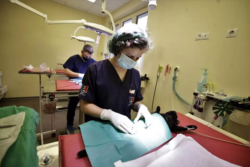 Reportaj de la singurul spital unde animalele fără stăpân au prioritate. „Am tratat și căței prin gard, pentru că ne rugau oamenii aflați în carantină”