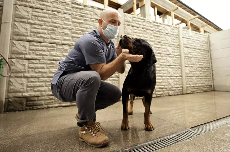 Reportaj de la singurul spital unde animalele fără stăpân au prioritate. „Am tratat și căței prin gard, pentru că ne rugau oamenii aflați în carantină”
