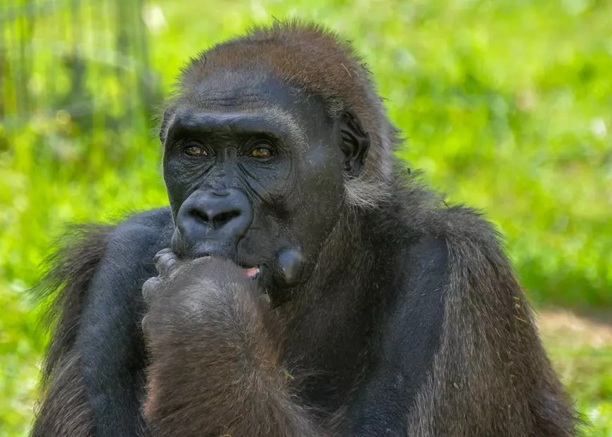 Cum arată gorila
