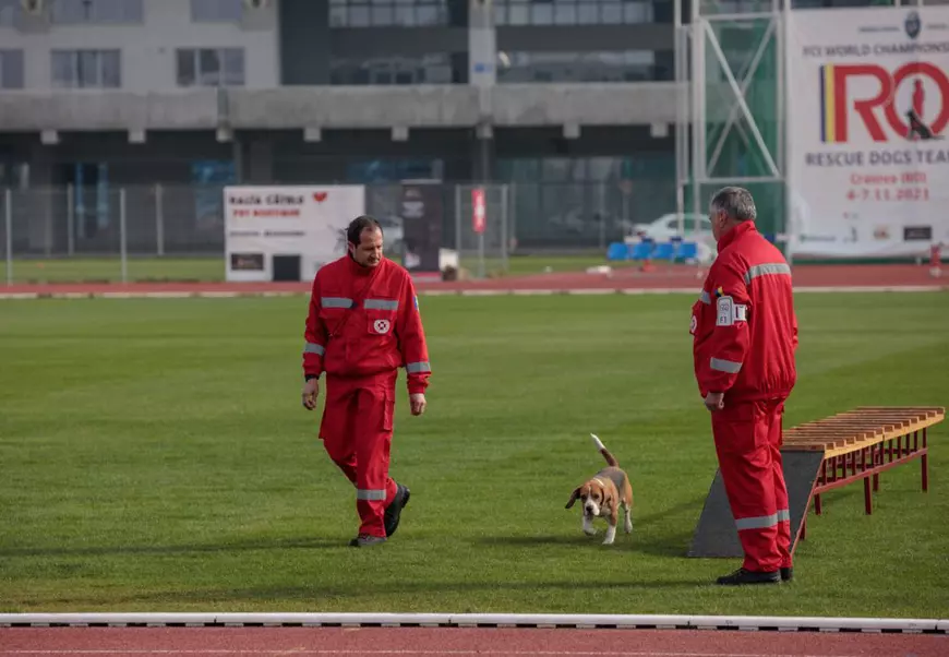 Câinii din rasa beagle nu prea sunt întâlniți în misiunile de căutare-salvare, ori în competițiile de profil. Nera este excepția de la regulă