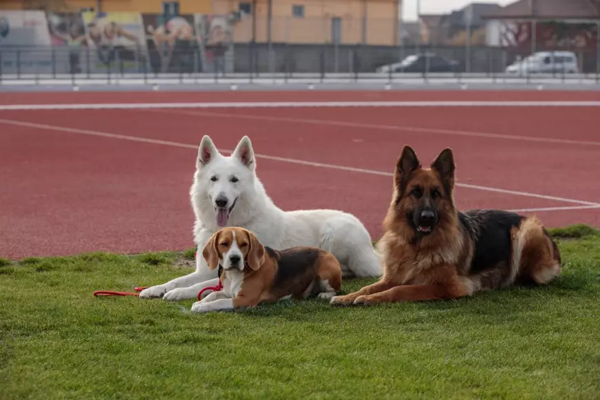 De la stânga la dreapta: Esatos, Nera și Alicia, trei dintre cățeii din Craiova care au participat la Campionat