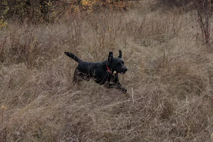 Un labrador negru din echipa Belgiei participantă la Campionatul Mondial Canin din Craiova