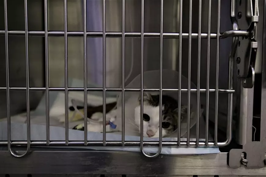Reportaj de la singurul spital unde animalele fără stăpân au prioritate. „Am tratat și căței prin gard, pentru că ne rugau oamenii aflați în carantină”