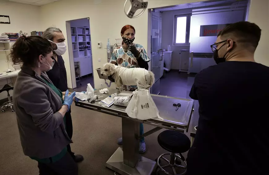 Reportaj de la singurul spital unde animalele fără stăpân au prioritate. „Am tratat și căței prin gard, pentru că ne rugau oamenii aflați în carantină”