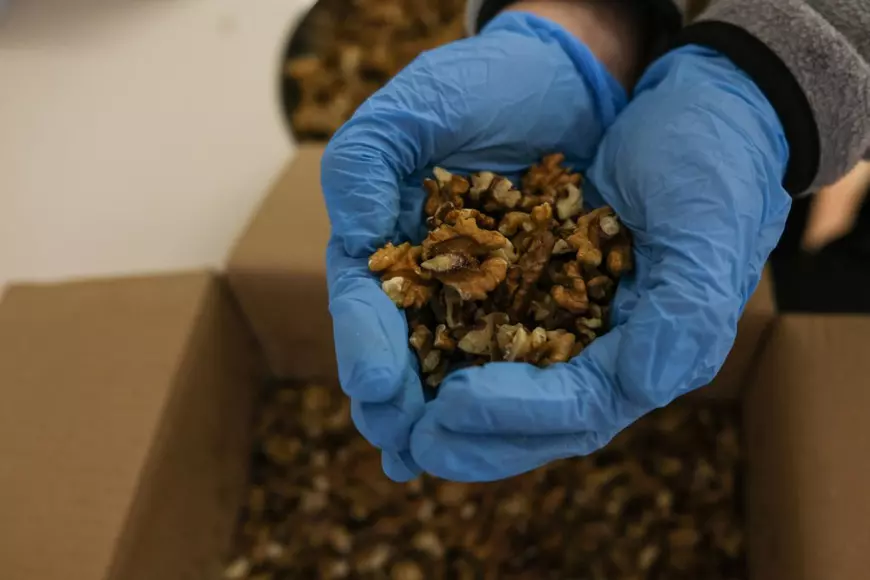 Cezar arată miezul de nucă pe care l-a curățat