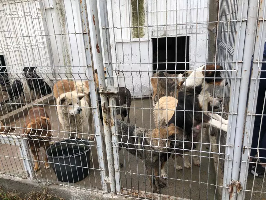 Imagini şocante din Biobaza Năvodari: câinii operaţi pe viu şi lăsaţi să sângereze pe jos, acuză un voluntar