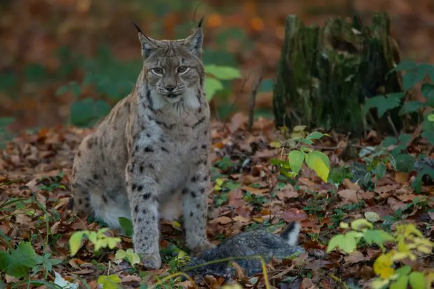 Specii De Animale Pe Cale De Dispariție Din România și Din Lume ...