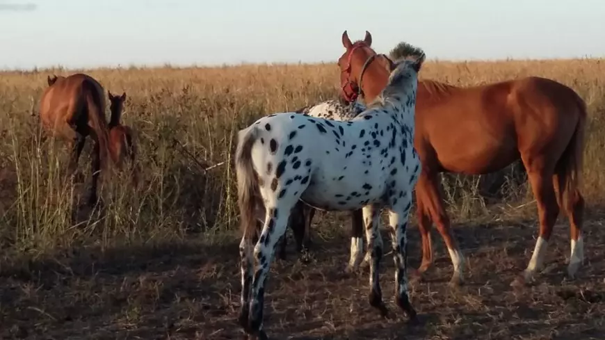 REPORTAJ. Pe malurile Lacului Techirghiol, procurorul Țucă și-a priponit iar caii: „30 de ani de acum încolo îi vom ține, numai de-al dracului”