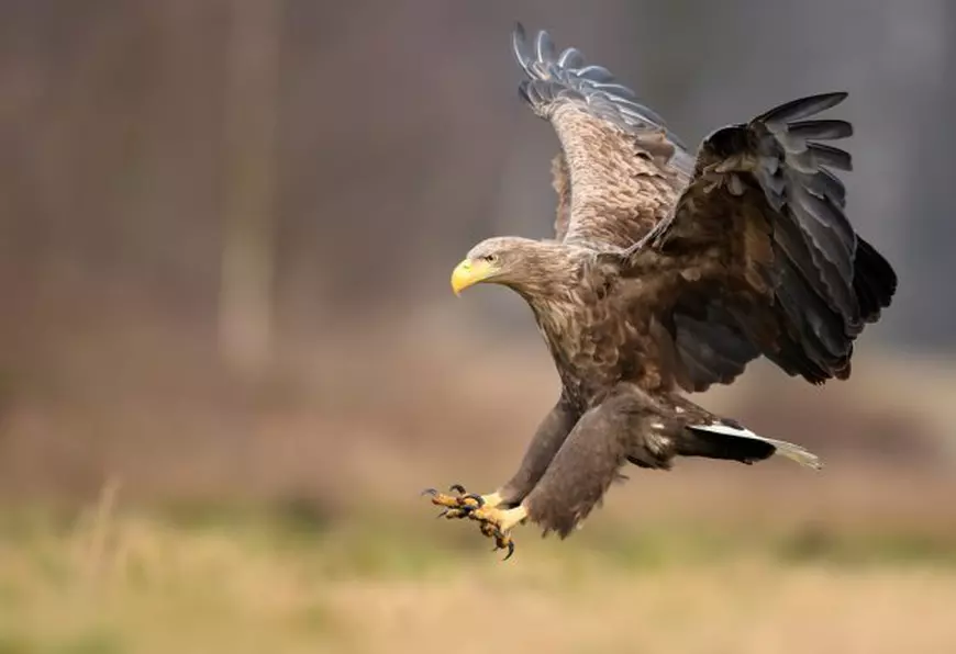 Păsări Din Delta Dunării - Specii Rare De Păsări Ce Pot Fi Admirate în ...