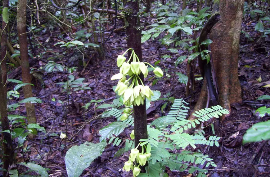 Un copac recent descoperit a primit numele lui Leonardo DiCaprio. Cum arată noua specie de ylang ylang