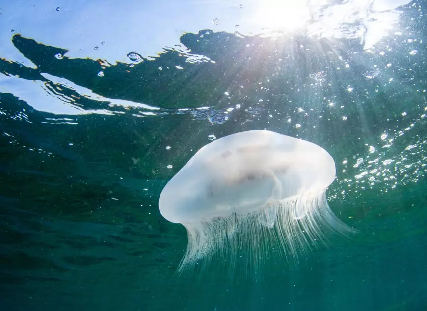 Marea Marmara reprezintă un ecosistem unic