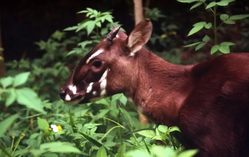 În căutarea unicornului asiatic, o specie descoperită în 1992, pe cale de dispariție