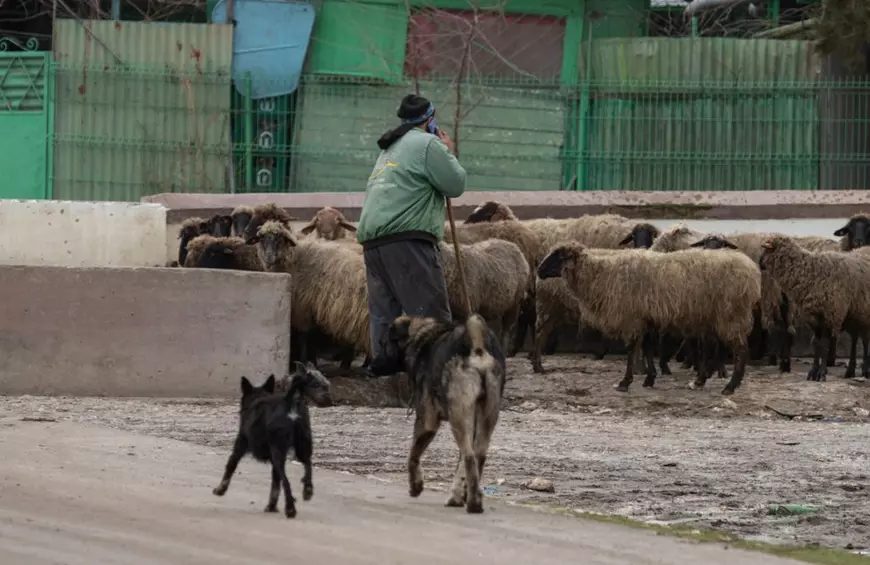 REPORTAJ. Pe malurile Lacului Techirghiol, procurorul Țucă și-a priponit iar caii: „30 de ani de acum încolo îi vom ține, numai de-al dracului”