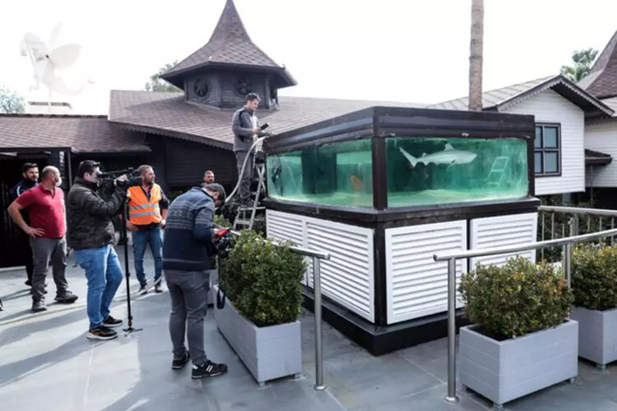 Un rechin captiv într-un acvariu, atracția unui club de noapte din Turcia, timp de 10 ani