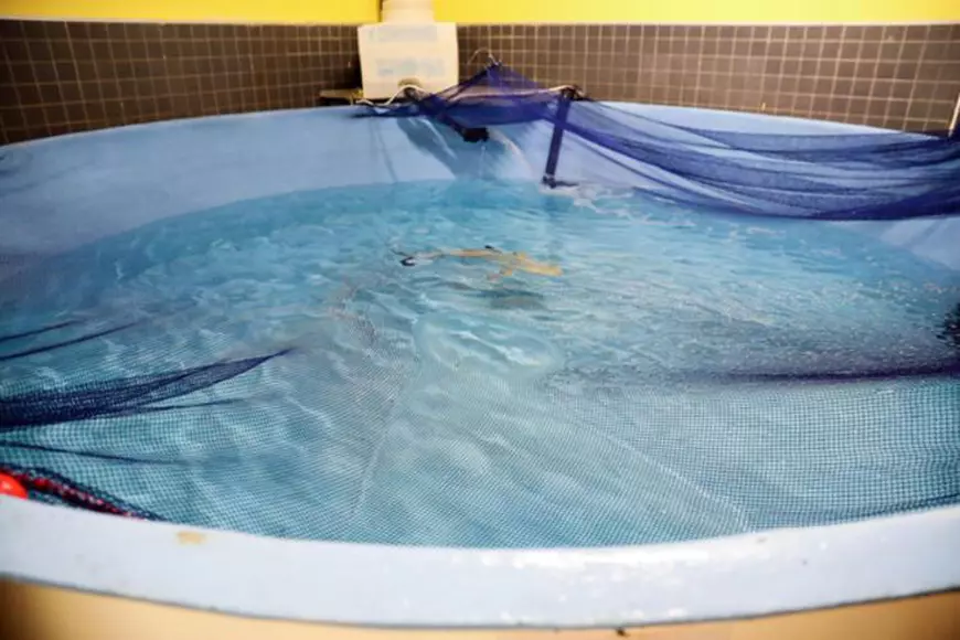 Un rechin captiv într-un acvariu, atracția unui club de noapte din Turcia, timp de 10 ani