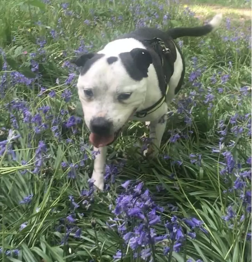 Lupta unui bull terrier pentru o viață nouă:  a învățat limbajul semnelor, după ce a rămas surd