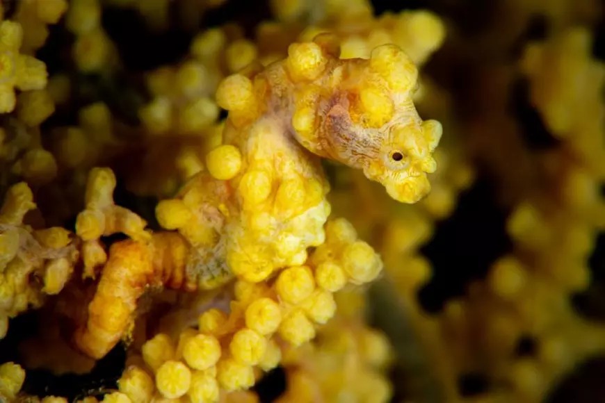 Animale care se camuflează - căluțul de mare pitic