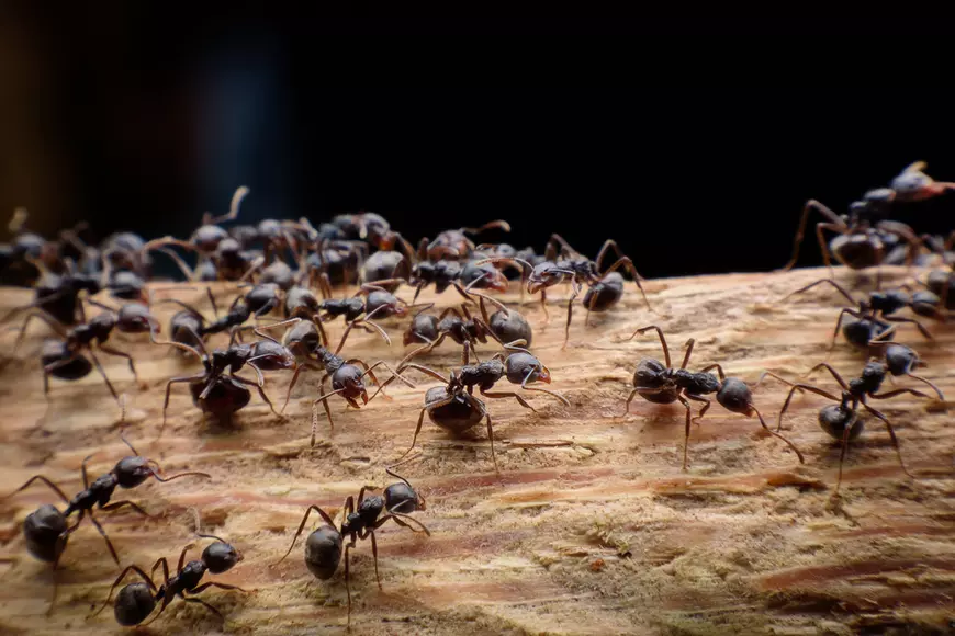 Curiozități despre insecte - furnicile