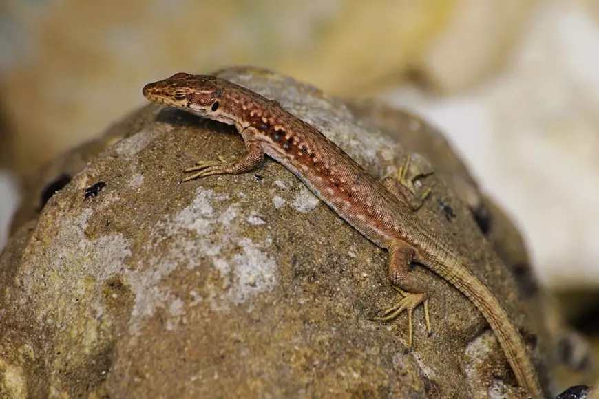 Darevskia praticola - Specii de reptile din România