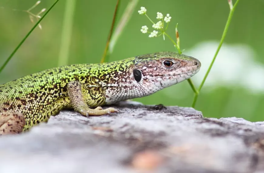 Specii de reptile din Romania - soparla din nisip