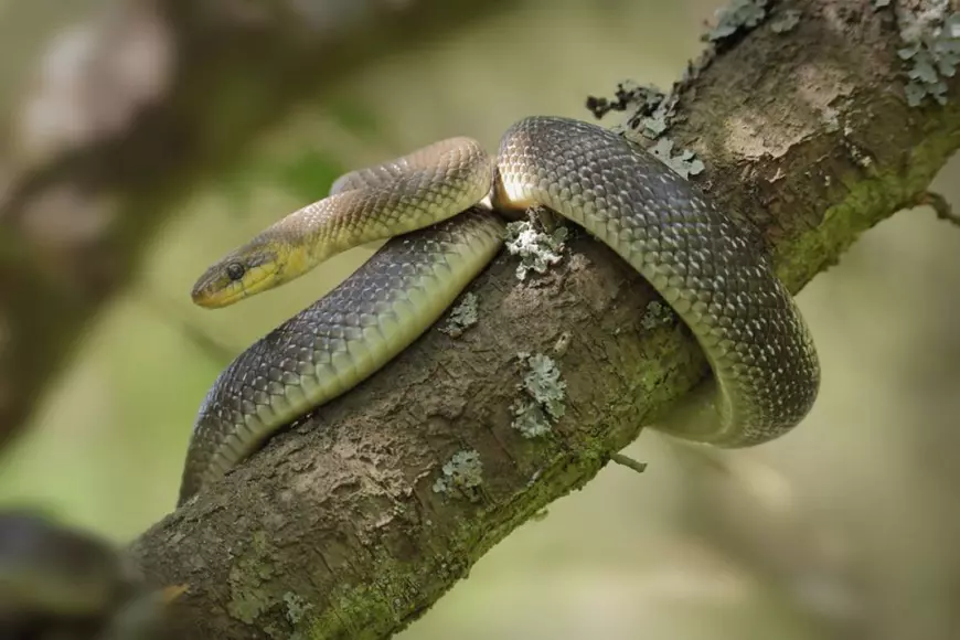 Specii de reptile din Romania - Sarpele lui Esculap