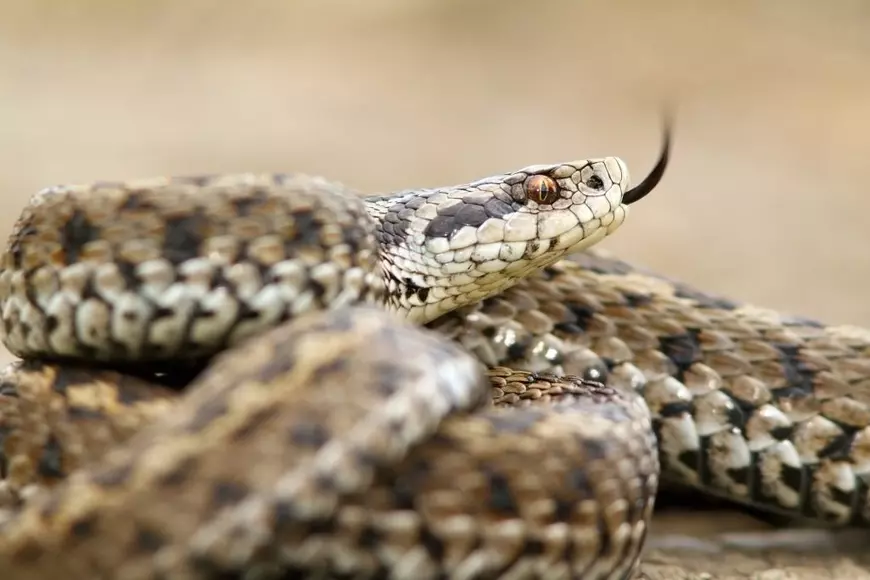 Specii de reptile din România - Vipera ursinii