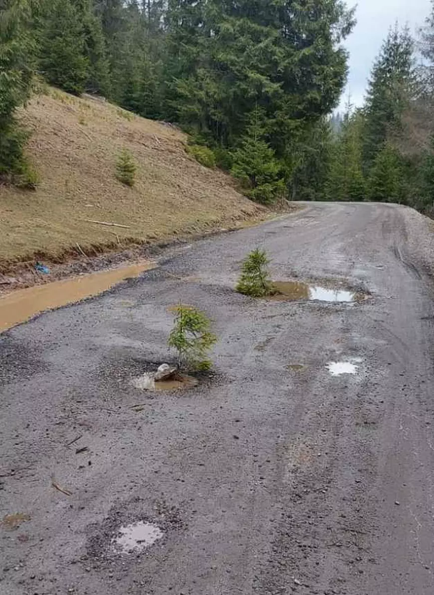 Gropile dintr-un drum reabilitat în toamnă, acoperite de localnici cu puieți de brazi. „Am făcut plantație”