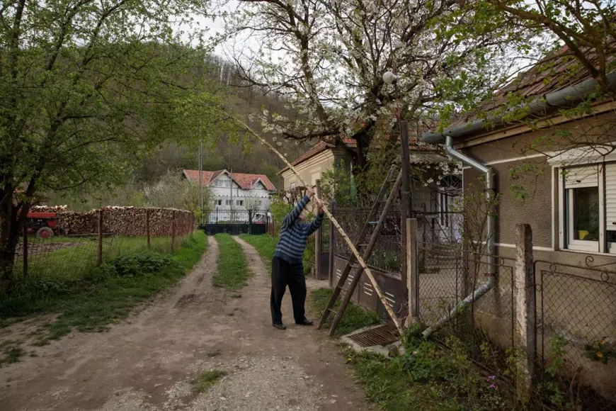 REPORTAJ. „Armindenul” lui Nea Dumitru, obicei vechi de când satele din Țara Hațegului. De ce se pune mesteacăn la poartă de 1 mai