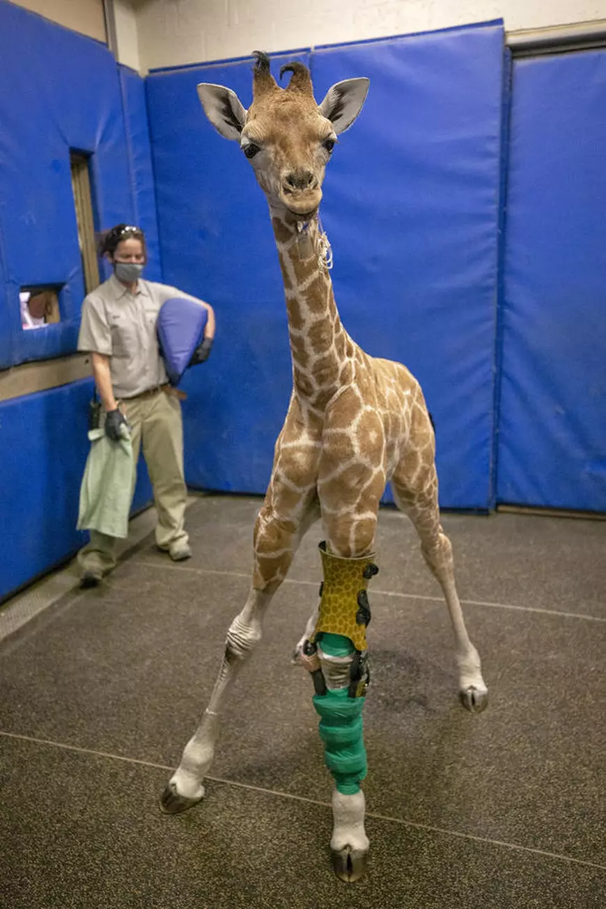 „Pur și simplu uimitor”. Proteze speciale pentru un pui de girafă de la Grădina Zoologică din San Diego