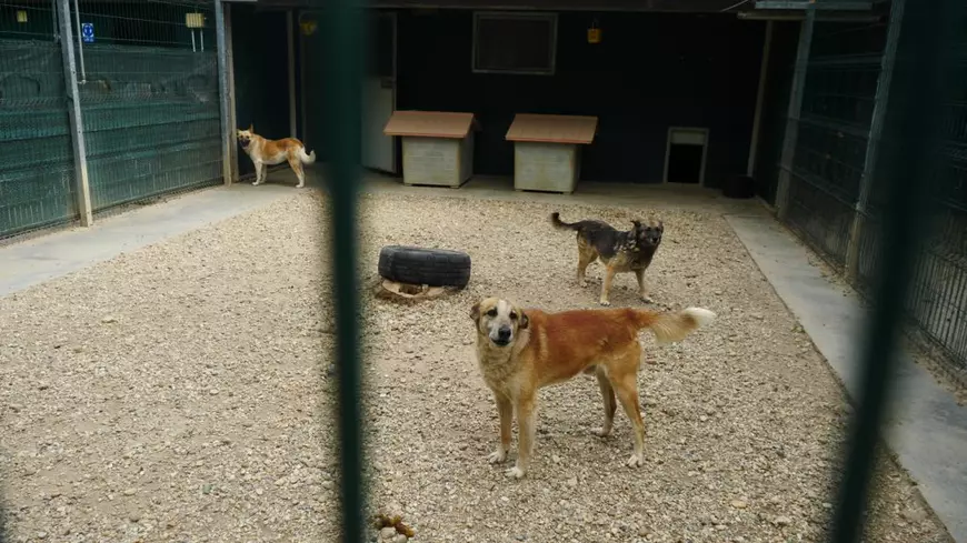 Acasă la motanul Putin şi câinele Zelenski. 30 de animale salvate din Ucraina şi-au găsit salvarea la un adăpost din Cernavodă