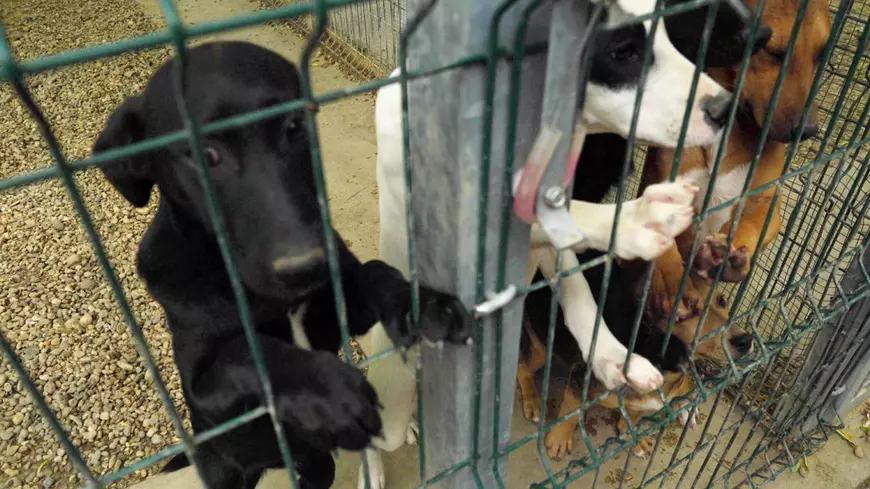 Acasă la motanul Putin şi câinele Zelenski. 30 de animale salvate din Ucraina şi-au găsit salvarea la un adăpost din Cernavodă