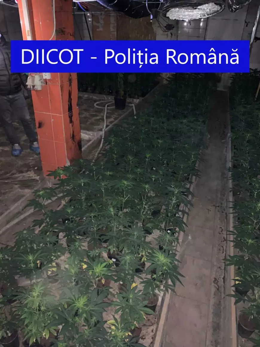 Cum și-a urmărit un cumpărător român de canabis dealerul montându-i un GPS pe mașină. Ce plantație a descoperit