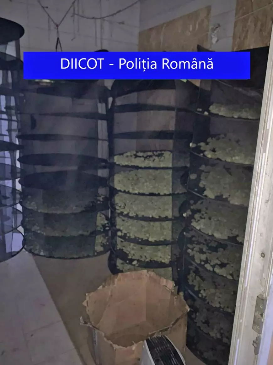 Cum și-a urmărit un cumpărător român de canabis dealerul montându-i un GPS pe mașină. Ce plantație a descoperit