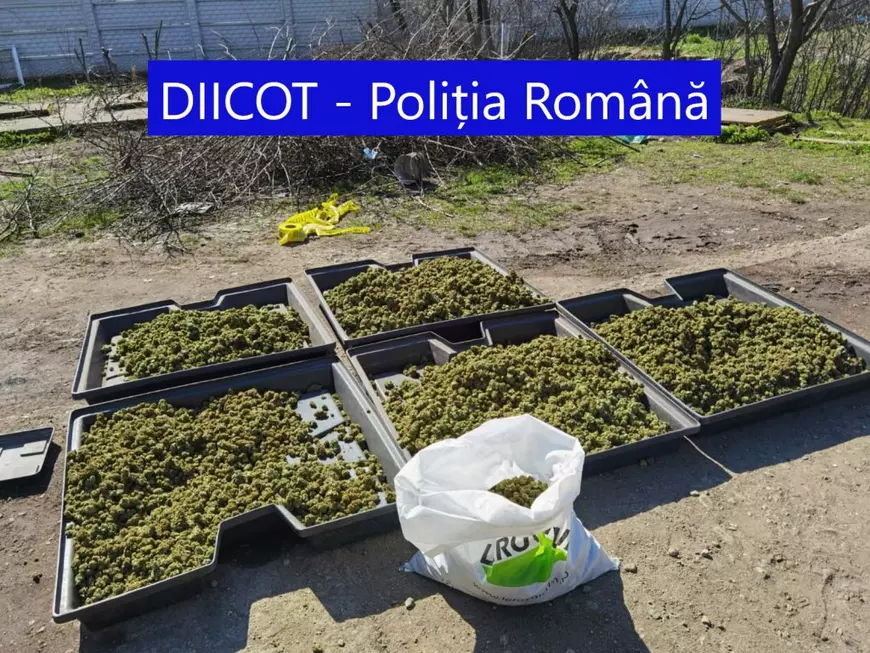 Cum și-a urmărit un cumpărător român de canabis dealerul montându-i un GPS pe mașină. Ce plantație a descoperit