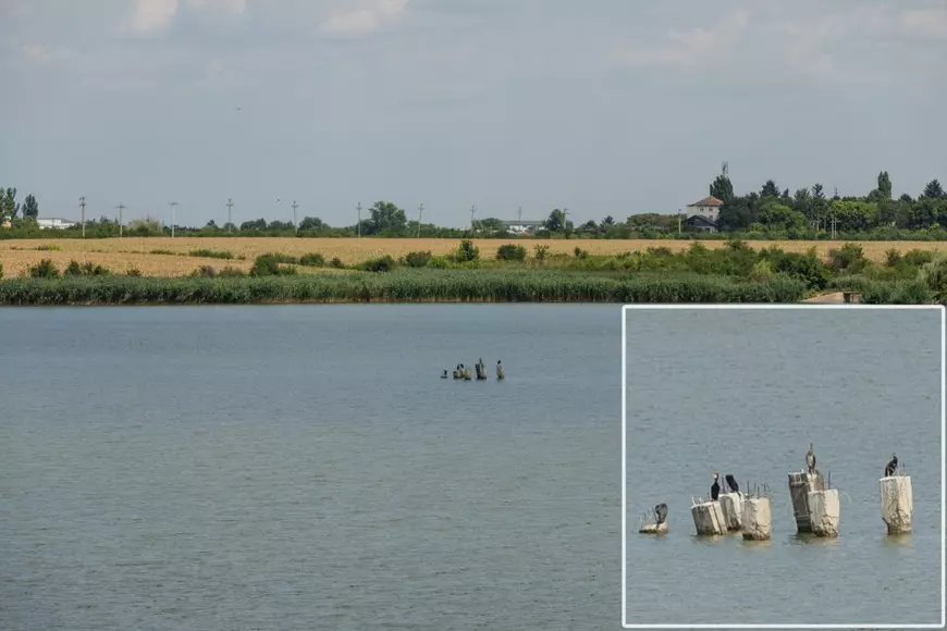 Recensământul cormoranilor. Am numărat prădătorii de pește de pe bălțile deținute de fiica ministrului agriculturii: „Au fost doi, dar au fugit”