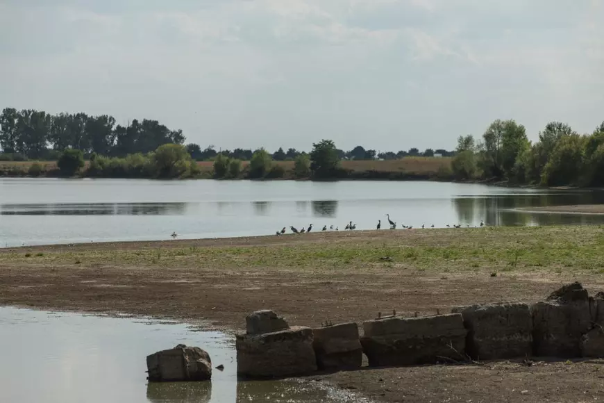 Recensământul cormoranilor. Am numărat prădătorii de pește de pe bălțile deținute de fiica ministrului agriculturii: „Au fost doi, dar au fugit”