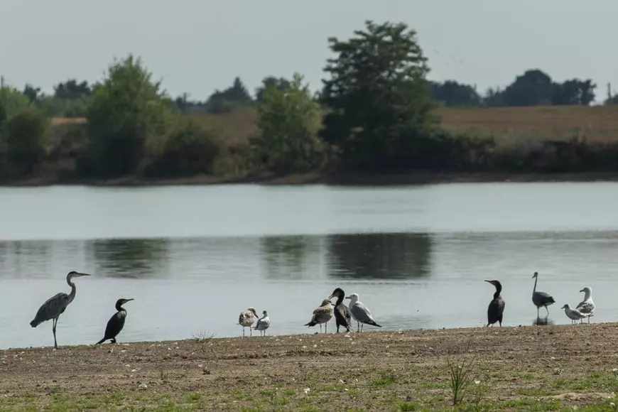 Recensământul cormoranilor. Am numărat prădătorii de pește de pe bălțile deținute de fiica ministrului agriculturii: „Au fost doi, dar au fugit”