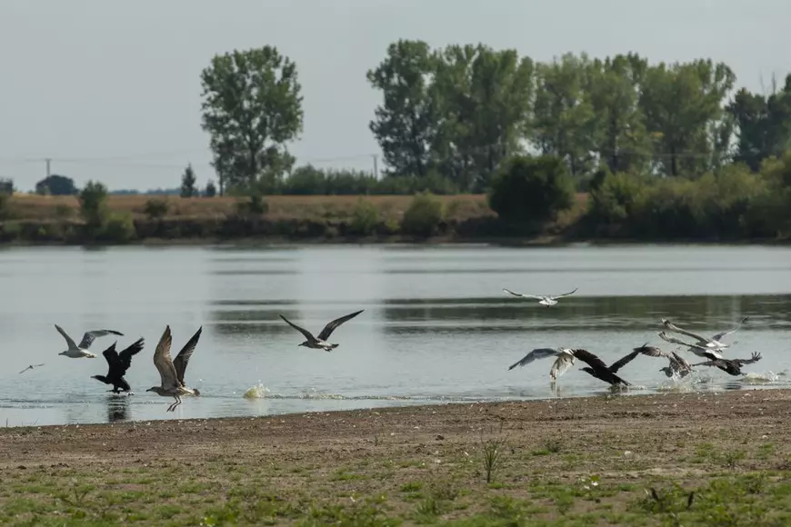Recensământul cormoranilor. Am numărat prădătorii de pește de pe bălțile deținute de fiica ministrului agriculturii: „Au fost doi, dar au fugit”