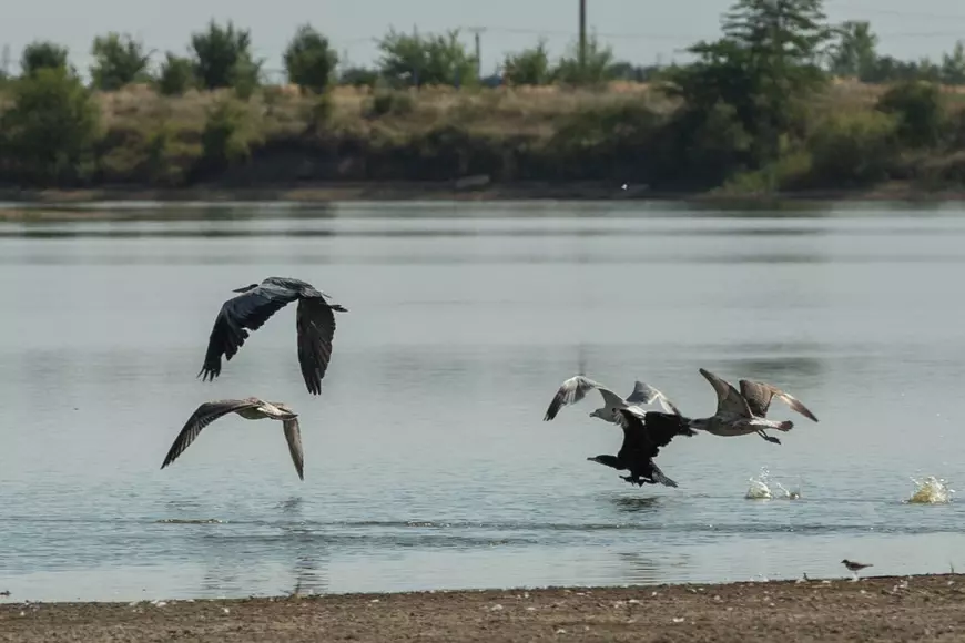 Recensământul cormoranilor. Am numărat prădătorii de pește de pe bălțile deținute de fiica ministrului agriculturii: „Au fost doi, dar au fugit”