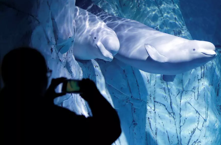 O belugă rătăcită în apele Senei, o „provocare” pentru Franța. Oficialii caută soluţii ca s-o salveze