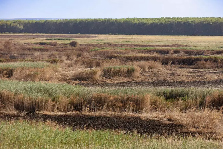 REPORTAJ. Cum arată de la fața locului dezastrul de la Islaz, unde au ars aproape 700 de hectare din „Delta Teleormanului"