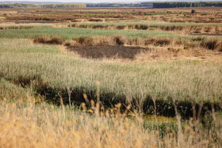 REPORTAJ. Cum arată de la fața locului dezastrul de la Islaz, unde au ars aproape 700 de hectare din „Delta Teleormanului"