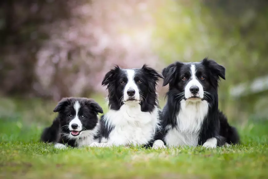 Rase de câini utilitari - Border- collie