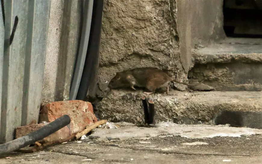 FOTO. Șobolanii își fac de cap pe străzile din București. Unde pot face cetățenii reclamații