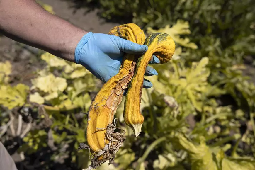 Politico: recoltele fermierilor din UE, compromise de secetă. Ce pierderi sunt așteptate în țara noastră