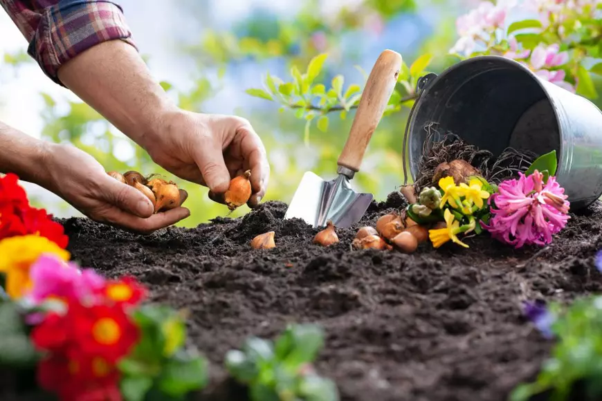 Flori pe care să le plantezi toamna