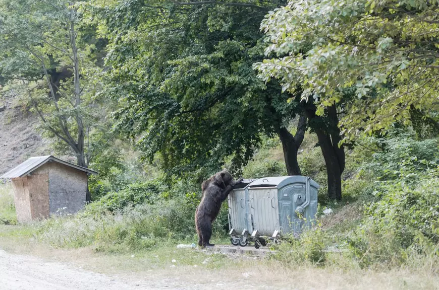 Cum să te aperi de urs - Imagine cu un urs care încearcă să deschidă capacul unui tomberon.
