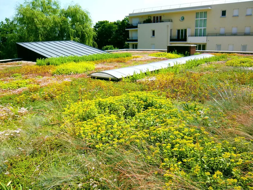 BMI Icopal: Acoperișurile verzi, un pas major pe care constructorii îl pot face spre un viitor sustenabil